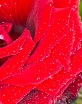 red rose in garden raindrops, close up macro