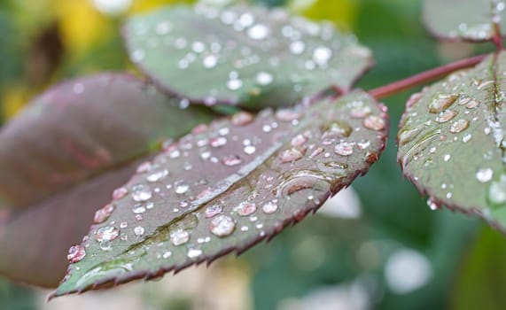 macro green leaf rain drop, close up