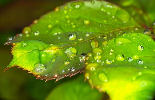 macro green leaf rain drop, close up