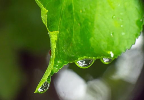 macro green leaf rain drop, close up