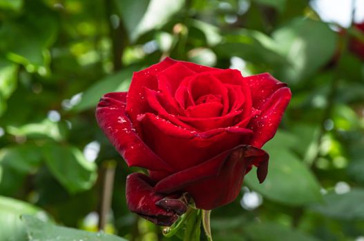 red rose in garden raindrops, close up macro