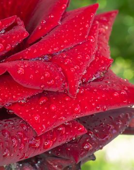 red rose in garden raindrops, close up macro