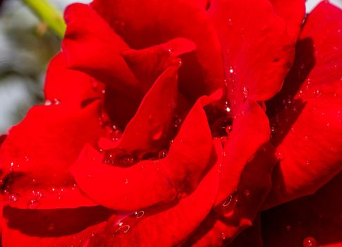 red rose in garden raindrops, close up macro