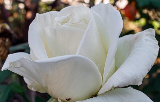 white roses in the garden macro, close up