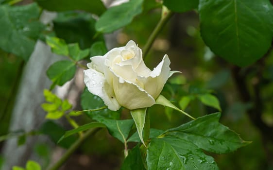 white roses in the garden macro, close up