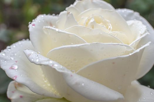 white roses in the garden with raindrops, macro