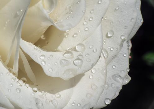 white roses in the garden with raindrops, macro