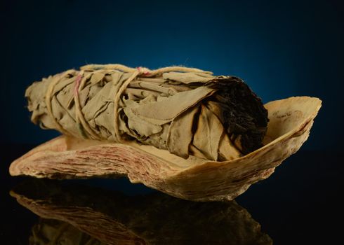 A bundle of sage resting in an oyster shell for spiritual smudging.