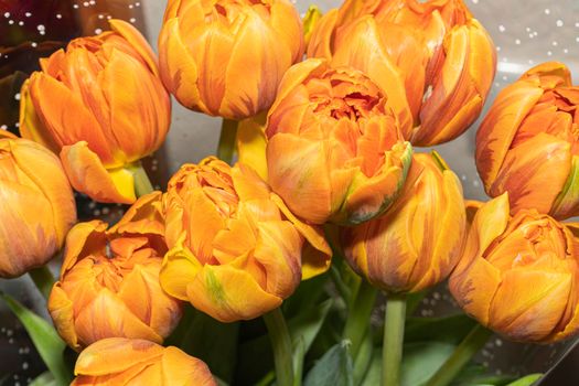 bouquet of orange tulips in a wrapper close-up. High quality photo