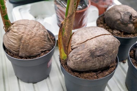 sprouted coconut in a flower pot on a store shelf. High quality photo