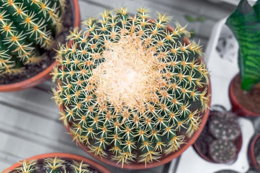 Echinocactus on the counter of the store close-up. Top view. High quality photo