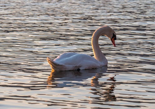 Beautiful View Of A Graceful Swan In Lake