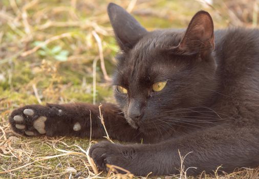 Close Up Of A Black Cat Lying On The Grass