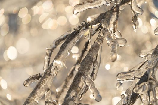Natural background with ice crystals on plants after an icy rain.