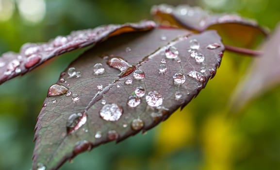 macro green leaf rain drop, close up