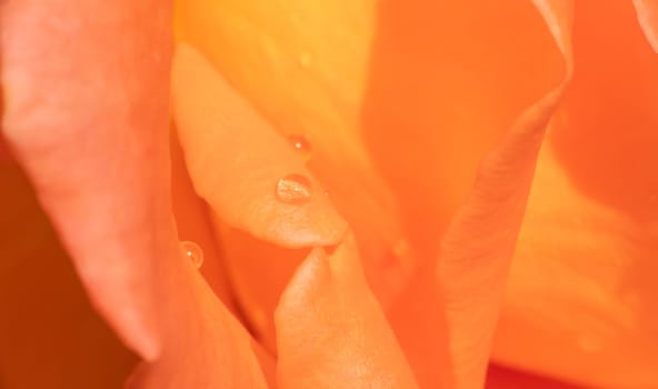 orange roses in the garden with raindrops close up