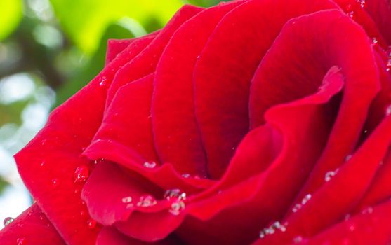 red rose in garden raindrops, close up macro