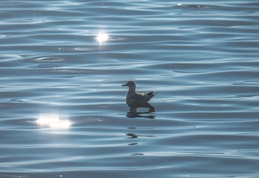 Seagull swimming on lake, waves on lake