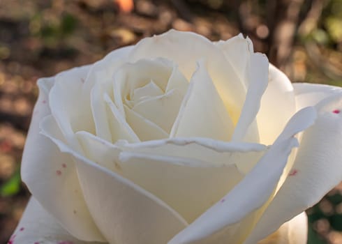 white roses in the garden macro, close up