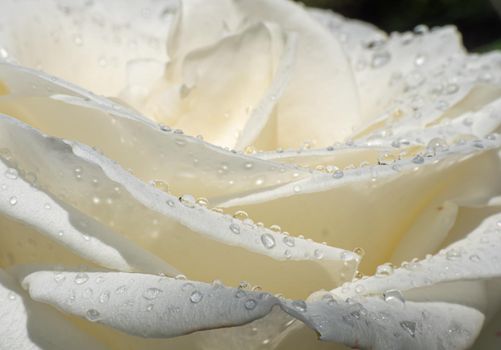 white roses in the garden with raindrops, macro