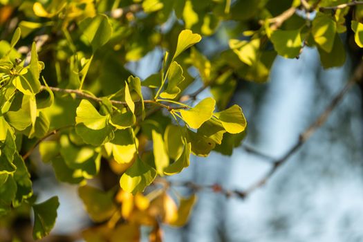 Ginko leaves and branches on a blurry natural background