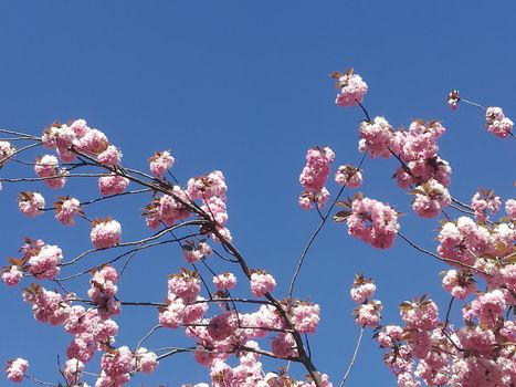 Cherry Blossom with the blue sky as background