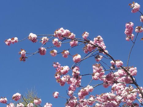 Cherry Blossom with the blue sky as background