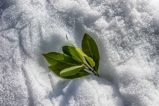 green Laurel leaves on a background of white snow in Sunny weather