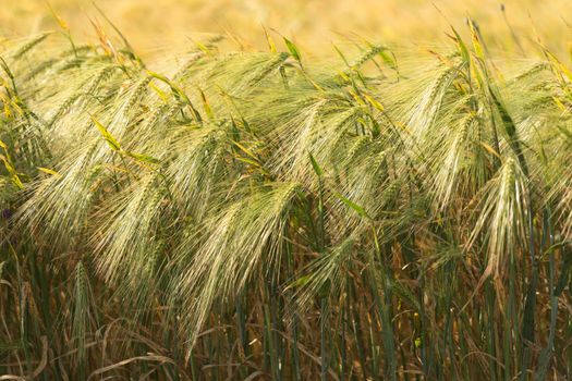 Golden Ripe Wheat Field Agricultural Landscape