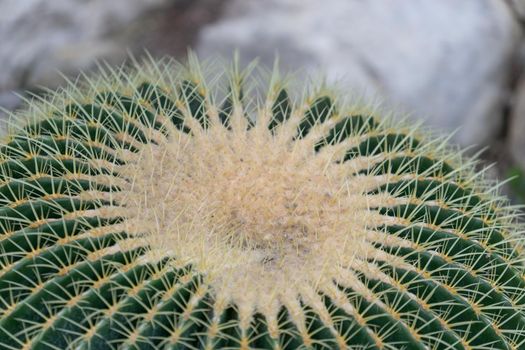 natural background with large bright cactus thorns in the macro
