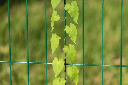 natural background with trudging plant on the metal bars of the fence with strong blur and bokeh