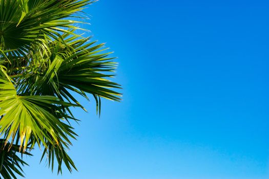 The tops of the palm trees with fan shaped leaves on a clear blue sky