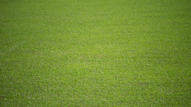 Natural background of a green football pitch of grass.