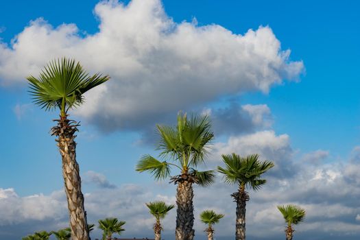 Tall trunks of tropical palm trees with fan-shaped green leaves on a blue sky background under white clouds.