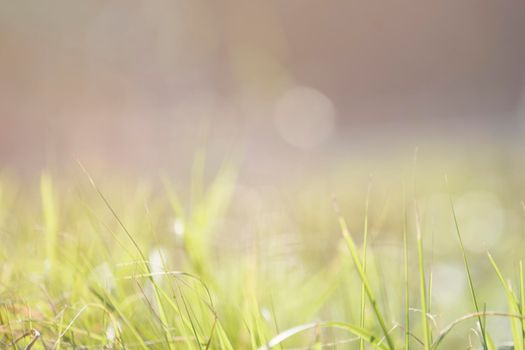 Delicate light green background with grass and blur. For network and design