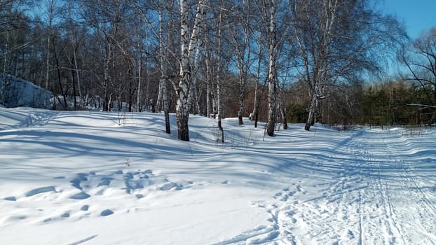 Winter forest, park. Birch trees in the snow, illuminated by the sun. Beautiful natural background.