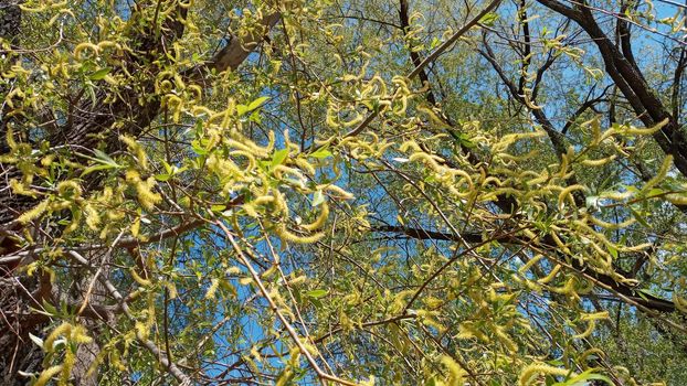 Close-up, brush of willow in early spring. Yellow stamens on the branches. Background, pattern natural.