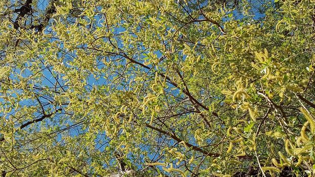 Close-up, brush of willow in early spring. Yellow stamens on the branches. Background, pattern natural.