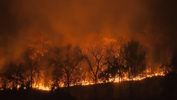 forest fire disaster is burning caused by humans