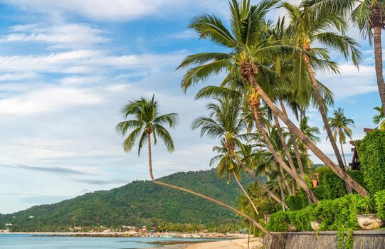 Tropical beach with coconut trees. Koh Samui, Thailand