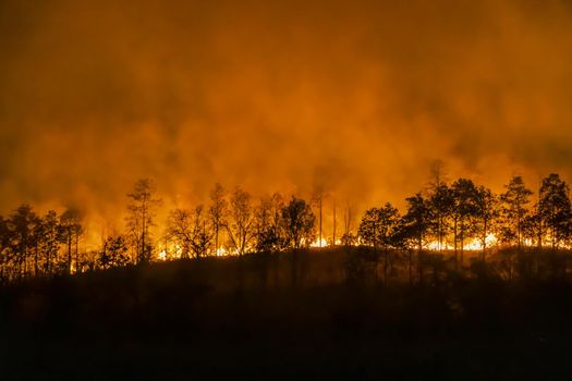 forest fire disaster is burning caused by human
