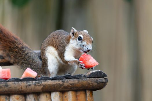 Squirrel eating fruit at chaweng beach in Samui Island, Thailand