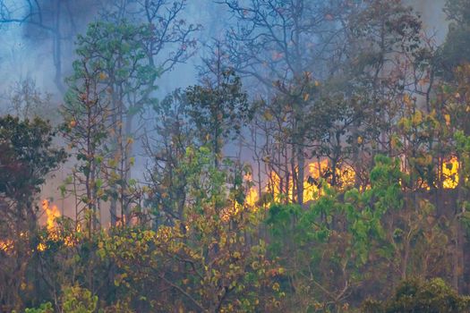 Rain forest fire disaster is burning caused by humans
