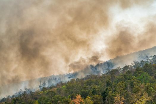 Rain forest fire disaster is burning caused by humans