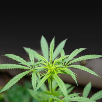 Marijuana cannabis plant for agriculture medicine