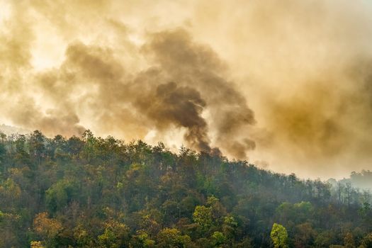 Rain forest fire disaster is burning caused by humans