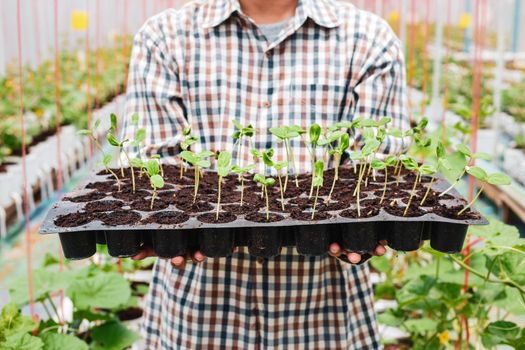 Farmer carry melon seedling tray in greenhouse