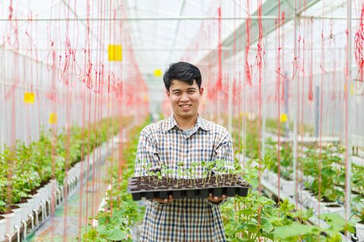 Farmer carry melon seedling tray in greenhouse