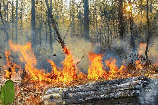 Rain forest fire disaster is burning caused by humans