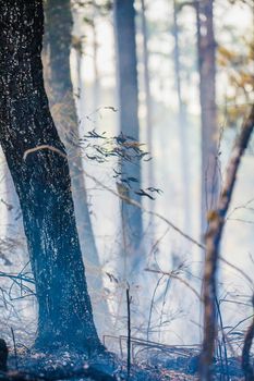 After rain forest fire disaster is burning caused by humans